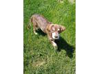 Adopt Fiddle $475 a Labrador Retriever / Husky / Mixed dog in West Milwaukee