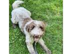 Adopt Charlie a Standard Poodle, Mixed Breed