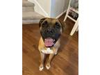 Adopt Kobe a Brindle Boxer / Mixed dog in Bristow, VA (41458754)