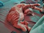 Adopt Rocco a Orange or Red American Shorthair / Mixed (medium coat) cat in