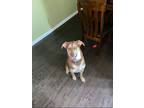 Adopt Hazel a Brown/Chocolate - with Tan Bloodhound / Husky / Mixed dog in