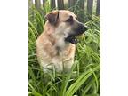 Adopt Penny a Tan/Yellow/Fawn German Shepherd Dog / Great Pyrenees / Mixed dog