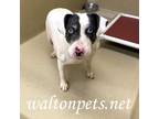 Adopt Bonni #15285 a Black - with White Catahoula Leopard Dog / Pit Bull Terrier