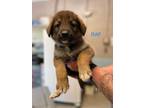 Adopt Raf a Brown/Chocolate - with Black Shepherd (Unknown Type) / Mixed dog in