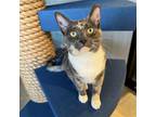 Adopt Nina a Tortoiseshell Domestic Shorthair / Mixed (short coat) cat in