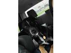 Adopt Moose a Black German Shorthaired Pointer / Mixed dog in Floresville