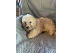 Adopt Teddy a White - with Gray or Silver Shih Tzu / Bichon Frise / Mixed dog in