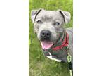 Adopt Ozae a Gray/Blue/Silver/Salt & Pepper Mixed Breed (Medium) / Mixed dog in
