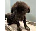Adopt PINEAPPLE-CLOUD a Black Border Collie / Mixed dog in San Antonio