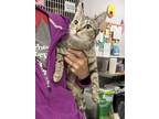 Adopt Honey Bunch a Brown Tabby Domestic Shorthair / Mixed Breed (Medium) /