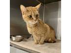 Adopt Mimzy a Orange or Red Domestic Shorthair / Mixed Breed (Medium) / Mixed