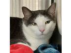 Adopt Poe a Gray or Blue Domestic Shorthair / Domestic Shorthair / Mixed cat in