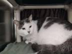 Adopt Rmi a Domestic Medium Hair, Domestic Short Hair