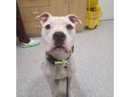 Adopt Bruce a White Mixed Breed (Large) / Mixed dog in Baltimore, MD (33313905)