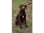 Adopt GOSHEN a Brown/Chocolate Vizsla / Mixed dog in Clinton, NC (41458816)