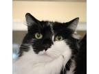 Adopt Derbie a All Black Domestic Longhair / Domestic Shorthair / Mixed cat in