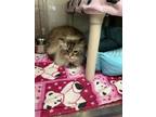 Adopt Bonny a Brown or Chocolate Domestic Longhair / Ragdoll / Mixed cat in