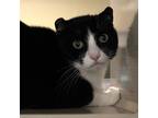 Adopt Essie a All Black Domestic Shorthair / Domestic Shorthair / Mixed cat in