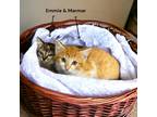 Adopt Emmie a Brown or Chocolate Domestic Shorthair / Domestic Shorthair / Mixed