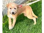 Adopt Nalani a Tan/Yellow/Fawn Terrier (Unknown Type, Medium) / Mixed Breed