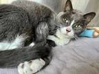 Adopt Merlin a Gray or Blue Domestic Shorthair / Domestic Shorthair / Mixed cat