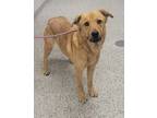 Adopt Pixie a Tan/Yellow/Fawn Mixed Breed (Large) / Mixed dog in Kansas City