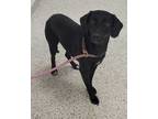 Adopt Eartha a Black Mixed Breed (Medium) / Mixed dog in Kansas City