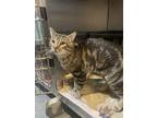 Adopt Barnaby a Brown or Chocolate Domestic Shorthair / Domestic Shorthair /