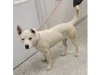 Adopt Igloo a White Mixed Breed (Large) / Mixed dog in Kansas City