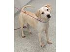 Adopt Saskia a Tan/Yellow/Fawn Mixed Breed (Large) / Mixed dog in Kansas City