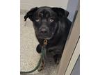 Adopt Caesar a Black Mixed Breed (Large) / Mixed dog in Kansas City