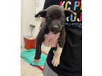 Adopt Anchovy a Black Mixed Breed (Large) / Mixed dog in Kansas City