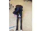 Adopt Waylon a Great Dane