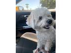 Adopt Sigma a White - with Red, Golden, Orange or Chestnut Poodle (Miniature) /