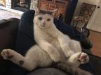 Adopt Rambo a White (Mostly) American Shorthair / Mixed (medium coat) cat in