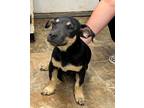 Adopt Yogi a Shepherd, Labrador Retriever