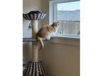 Adopt Mac a Orange or Red Tabby American Shorthair / Mixed (short coat) cat in