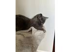 Adopt Coco a Gray or Blue Domestic Longhair / Mixed (short coat) cat in Commerce