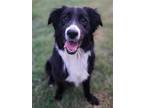 Adopt Chase - Courtesy Listing a Black - with White Border Collie / Mixed dog in