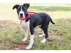Adopt Boogie a American Staffordshire Terrier, Mixed Breed