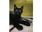 Adopt Louie $75 at Petco Seneca a Domestic Medium Hair, Domestic Short Hair