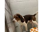Adopt Range Rover a White Beagle / Mixed dog in Baltimore, MD (41454997)