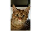 Adopt Sunlee (Main Campus) a Orange or Red Domestic Shorthair / Domestic