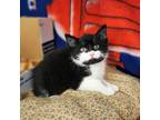 Adopt Cow a All Black Domestic Shorthair / Domestic Shorthair / Mixed cat in