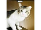 Adopt Papi a White Domestic Shorthair / Domestic Shorthair / Mixed cat in