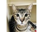 Adopt Toast (Pounce Cat Cafe) a Brown Tabby Domestic Shorthair / Mixed Breed