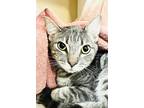 Adopt Gravy a Gray or Blue Domestic Shorthair / Mixed Breed (Medium) / Mixed