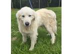 Adopt Yeti a White Great Pyrenees / Mixed dog in Pickens, SC (41398674)