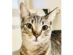 Adopt Pudding a Brown or Chocolate Domestic Shorthair / Domestic Shorthair /