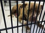 Adopt Balboa a Brown/Chocolate American Pit Bull Terrier / Mixed dog in Atlanta